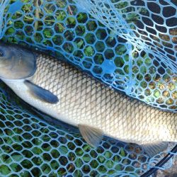 暑い！ ～フィシングパーク高島の泉～